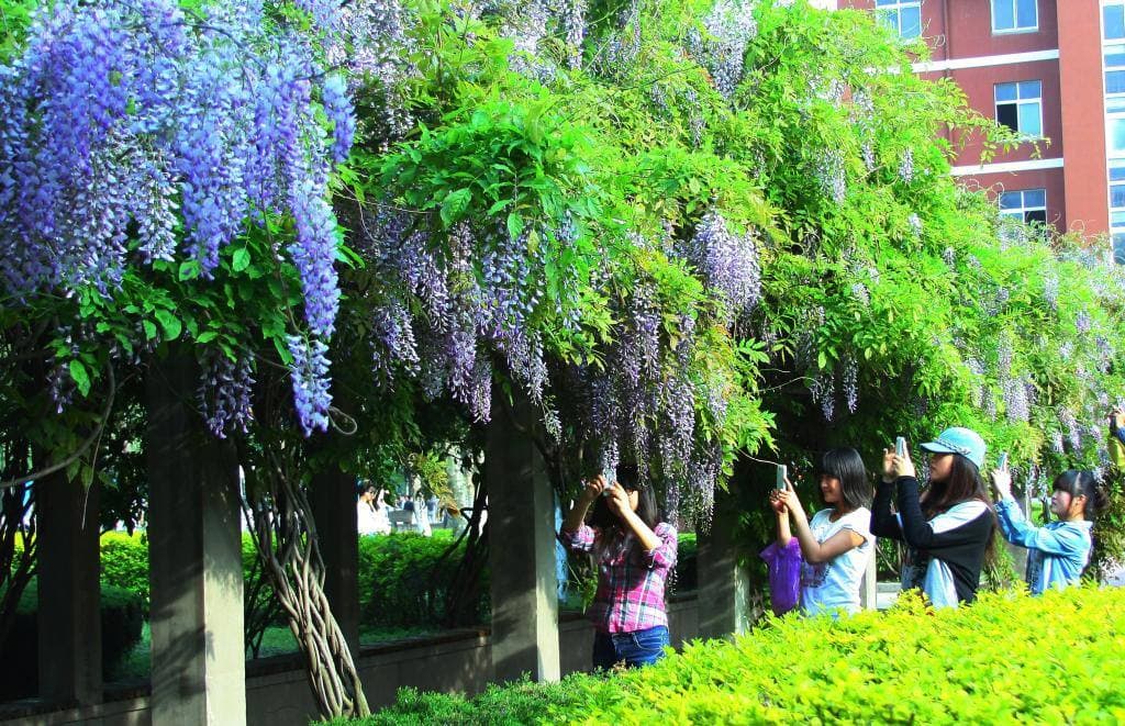 Циндаоский профессионально-технический колледж, фото 3