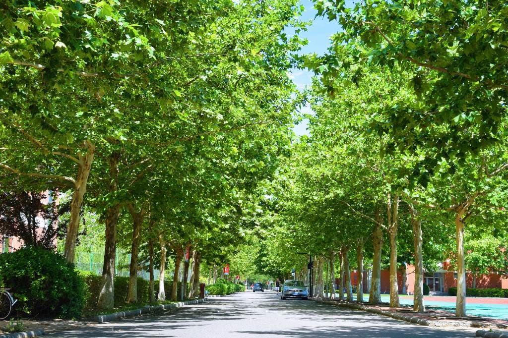 Колледж «Тяньцзинь» (Пекинский университет науки и технологий), фото 3